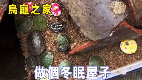 烏龜房子 桃花過渡意思